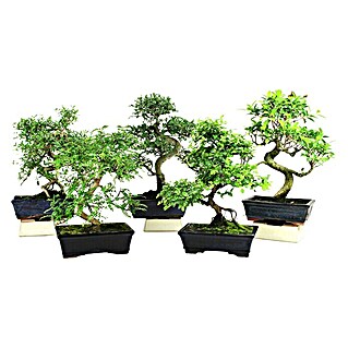 Piardino Bonsai (Ficus retusa 10 años, Tamaño de maceta: 10 cm, Verde)
