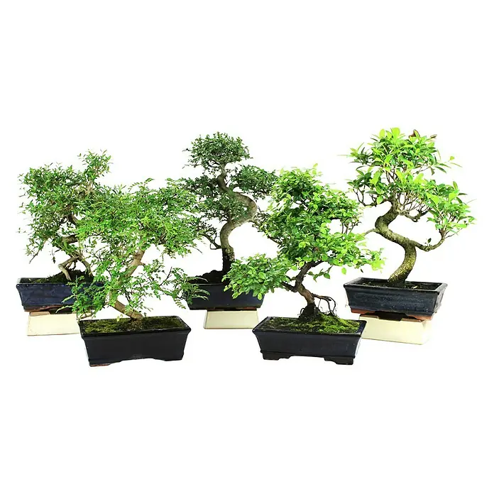 Piardino Bonsai - Ficus retusa 10 años, Tamaño de maceta: 10 cm, Verde - Varios árboles bonsái en macetas negras sobre posavasos beiges, que muestran la belleza y la tranquilidad de la jardinería en miniatura.