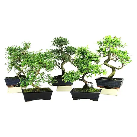 Piardino  Bonsai