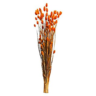 Ramo de flores secas Phalaris (Naranja, Largo: 76 cm)
