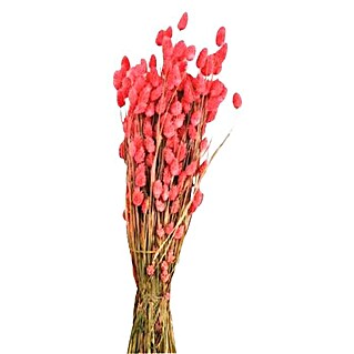 Ramo de flores secas Phalaris (Rosa, Largo: 76 cm)