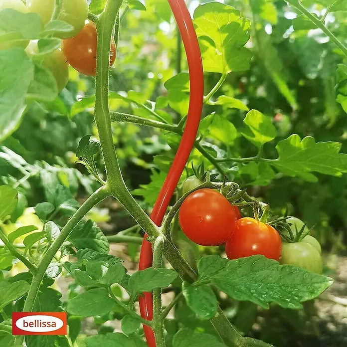 Bellissa Tomatenspirale Colorata - Länge: 110 cm, Rot - Nahaufnahme von roten Kirschtomaten, die an einer Bellissa Tomatenstütze wachsen. Die Stütze hilft den Pflanzen beim Wachsen.