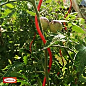 Bellissa Tomatenspirale  Colorata (Länge: 110 cm, Rot) | BAUHAUS