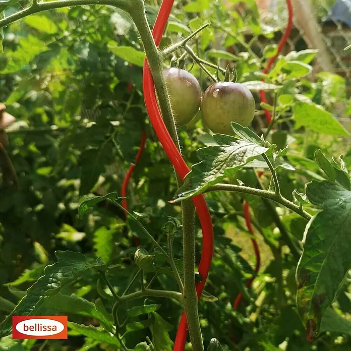 Bellissa Tomatenspirale Colorata - Länge: 110 cm, Rot - Nahaufnahme einer Tomatenpflanze mit grünen Tomaten, die an einer spiralförmigen, roten Stützstange befestigt sind.