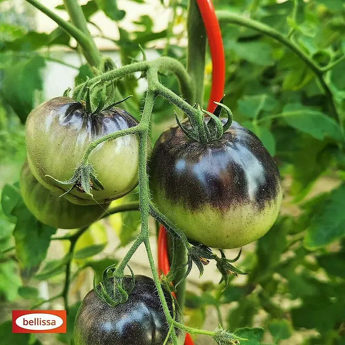 Bellissa Tomatenspirale Colorata - Länge: 110 cm, Rot - Nahaufnahme von Bellissa-Tomaten, die an einer Pflanze mit grünen Blättern und einem roten Stab wachsen.