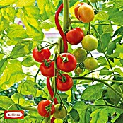 Bellissa Tomatenspirale  Colorata (Länge: 110 cm, Rot) | BAUHAUS