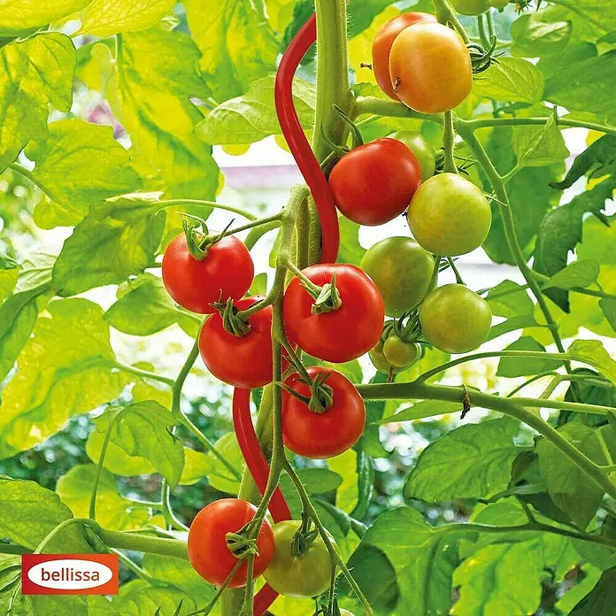 Bellissa Tomatenspirale Colorata - Länge: 110 cm, Rot - Nahaufnahme einer Tomatenpflanze 'Bellissa' mit reifen und unreifen Tomaten an einer roten Rankhilfe.