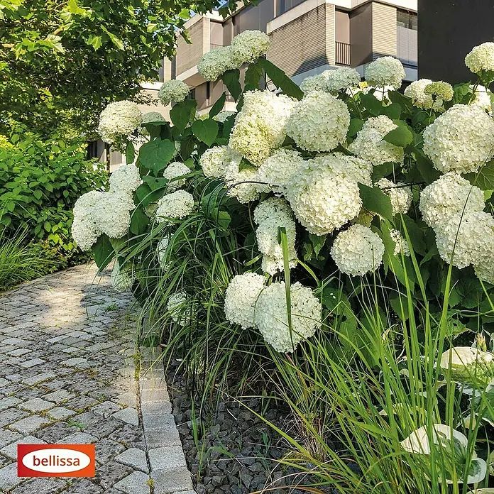 Bellissa Pflanzenstütze Annabelle - 72 x 75 x 80 cm - Üppige weiße Hortensienbüsche säumen einen gepflasterten Gartenweg mit Bellissa Logo.