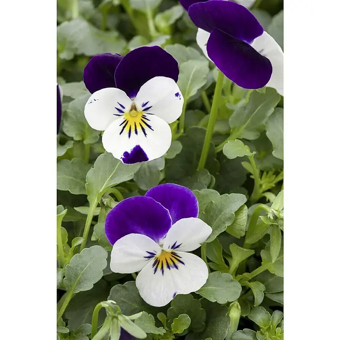Piardino Hornveilchen Ampel - Viola cornuta, Topfgröße: 27 cm, Sortenabhängig - Nahaufnahme von zweifarbigen Stiefmütterchenblüten mit violetten und weißen Blütenblättern, umgeben von grünen Blättern.