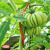 Bellissa Tomatenspirale  Colorata (Länge: 110 cm, Rot) | BAUHAUS