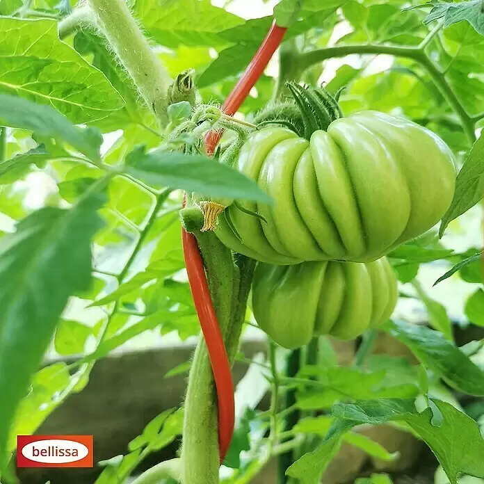 Bellissa Tomatenspirale Colorata - Länge: 110 cm, Rot - Rote Pflanzen-Spiralbindung stützt einen Tomatenstiel mit unreifen grünen Tomaten.