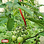 Bellissa Tomatenspirale  Colorata (Länge: 110 cm, Rot) | BAUHAUS