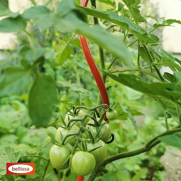 Bellissa Tomatenspirale Colorata - Länge: 110 cm, Rot - Nahaufnahme einer Tomatenpflanze mit grünen Tomaten, die an einem roten Stab wachsen und durch ihn gestützt werden.