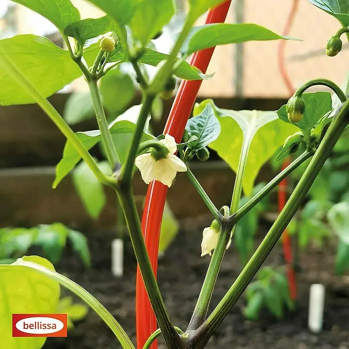 Bellissa Tomatenspirale Colorata - Länge: 170 cm, Rot - Nahaufnahme einer Paprikapflanze mit Blüten und einem roten Stützstab. Die Pflanze ist gesund und zeigt vielversprechendes Wachstum.