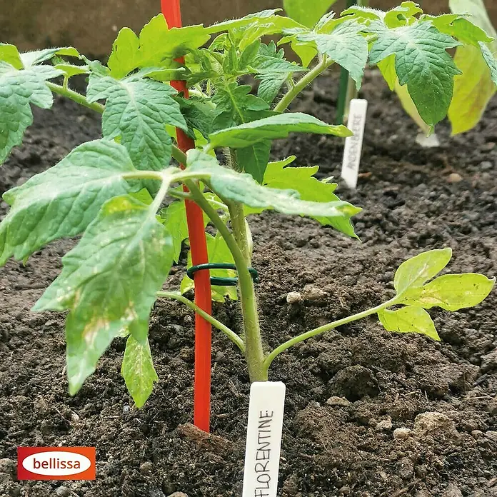 Bellissa Tomatenspirale Colorata - Länge: 170 cm, Rot - Junger Tomaten-Setzling der Sorte Florentine mit rotem Stab und grüner Halterung im Gartenbeet.