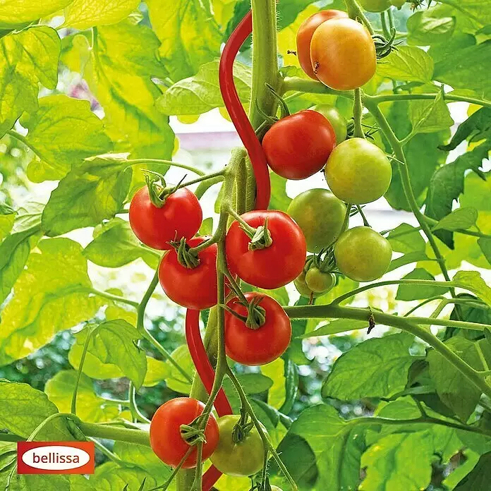 Bellissa Tomatenspirale Colorata - Länge: 170 cm, Rot - Roter Spiral-Tomatenstab stützt eine Tomatenpflanze mit grünen und roten Tomaten.