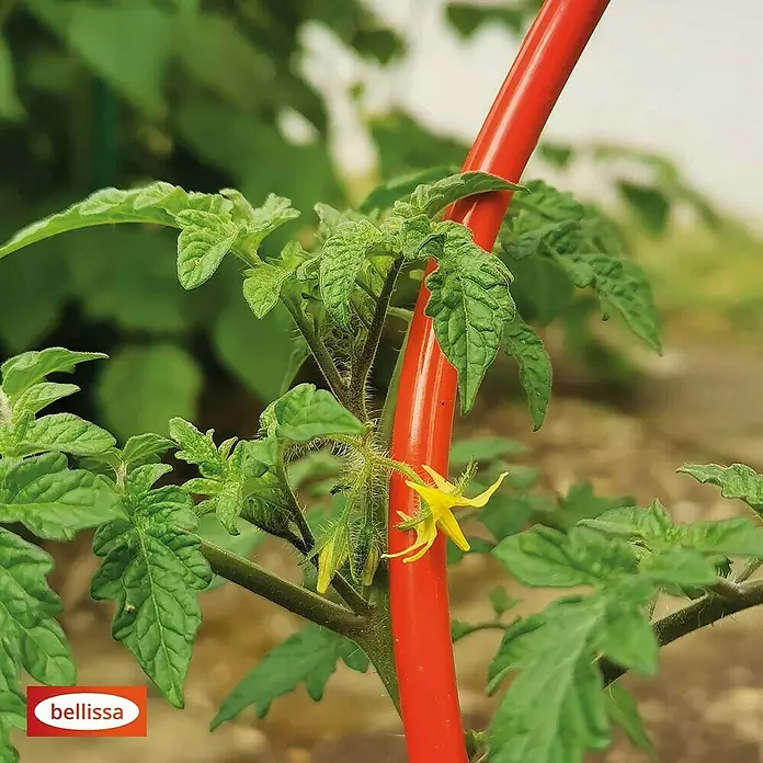 Bellissa Tomatenspirale Colorata - Länge: 170 cm, Rot - Eine junge Tomatenpflanze mit gelben Blüten, die an einem roten Tomatenstab von Bellissa befestigt ist, der Halt und Wachstum fördert.