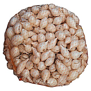 Lučice luka Majski srebrenac (Botanički opis: Allium cepa, Berba: Lipanj, 1 kg)