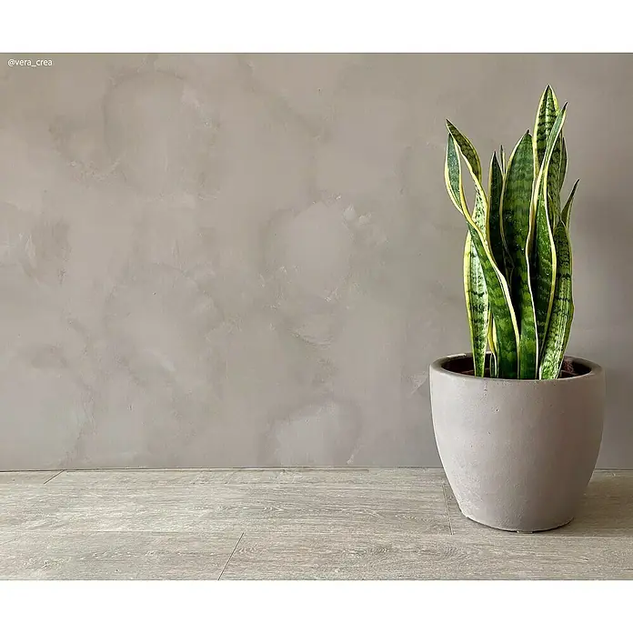 Fleur Pintura para efectos decorativos Lime Paint - Woodland Spirit, 750 ml, Mate - Elegante Sansevieria en una maceta gris sencilla, perfecta como planta de interior con estilo. La planta es un atractivo decorativo.