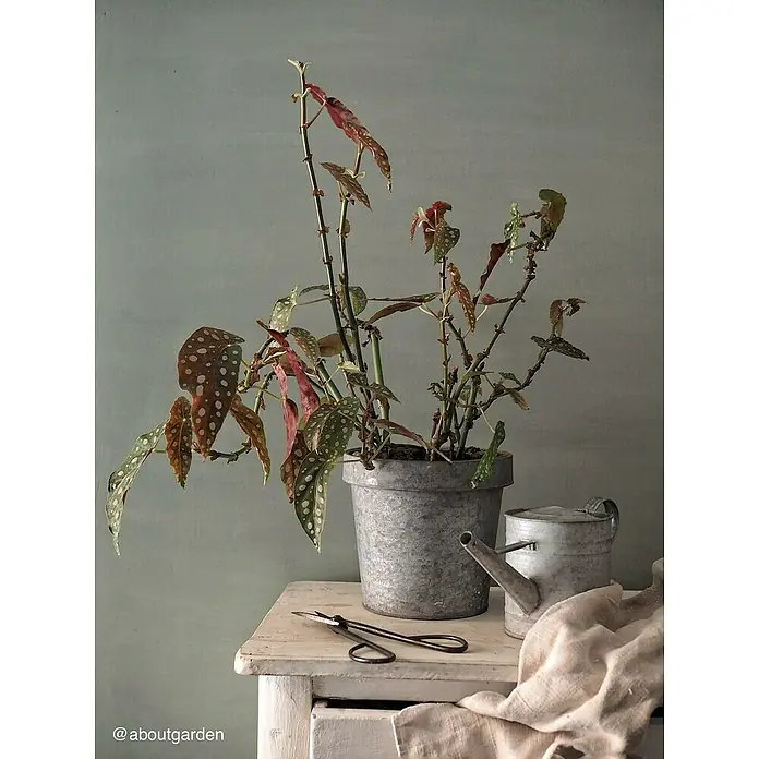 Fleur Pintura para efectos decorativos Lime Paint - Soho Green, 2,5 l, Mate - Begonia 'Polka Dot' en maceta de zinc con tijeras de jardinería y regadera, combinando encanto y funcionalidad en una mesa.