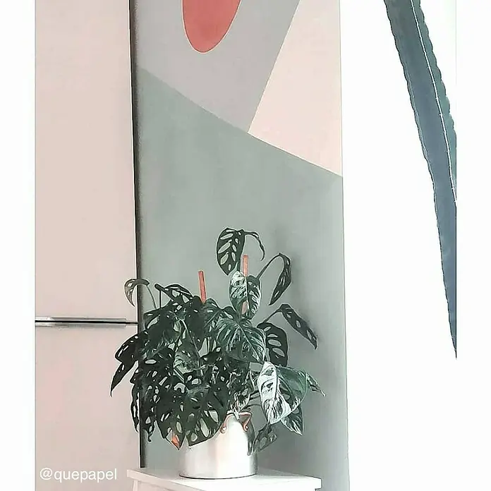 Fleur Pintura para efectos decorativos Lime Paint - Malmo Green, 750 ml, Mate - Planta de interior con hojas perforadas en una maceta sobre una pequeña mesa blanca, frente a una pared pintada artísticamente.