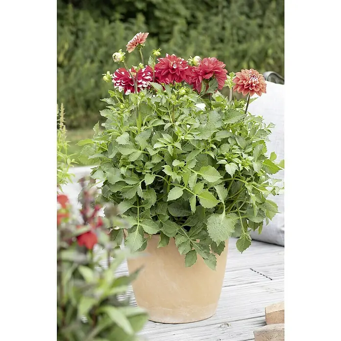 Piardino DahlieDahlia Solitär in Sorten - Eine üppige Dahlienpflanze mit bunten Blüten in einem beigefarbenen Topf, ideal für Garten und Terrasse. Die Pflanze ist ein echter Hingucker.