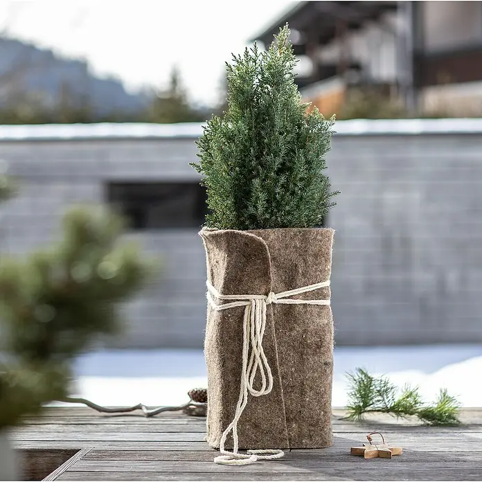 Windhager Kälteschutz Schafwoll-Filzmatte - L x B: 2 x 0,5 m, Grau - Ein kleiner immergrüner Baum, der in einen rustikalen Jutesack gehüllt und mit Bindfäden gesichert ist, steht auf einem Holztisch im Freien.