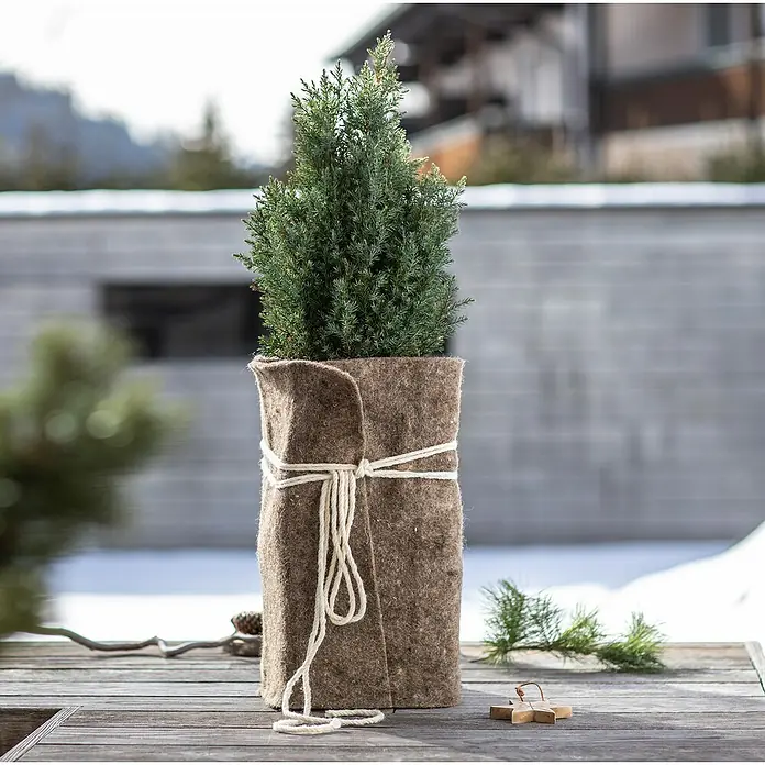 Windhager Gartenschnur Schafwolle - Länge: 10 m, Weiß - Ein kleiner Zypressenbaum im Filztopf mit einer Bindfaden Schleife auf einem Tisch im Freien.