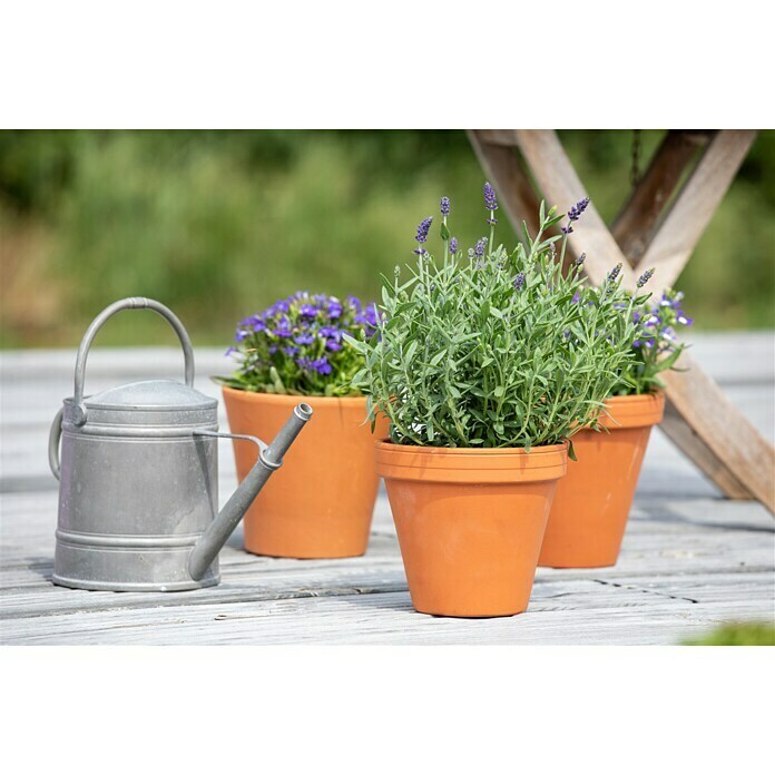 Piardino Lavendel (Lavandula angustifolia, Topfgröße: 11 cm, Blütenfarbe: Violett) | BAUHAUS