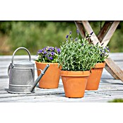 Piardino Lavendel (Lavandula angustifolia, Topfgröße: 11 cm, Blütenfarbe: Violett) | BAUHAUS