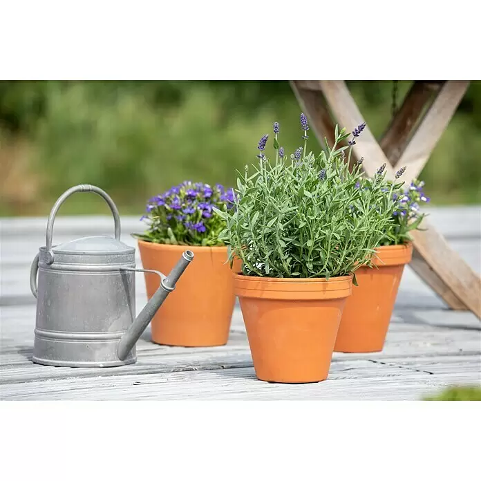 Piardino Lavendel - Lavandula angustifolia, Topfgröße: 11 cm, Blütenfarbe: Violett - Stimmungsaufnahme