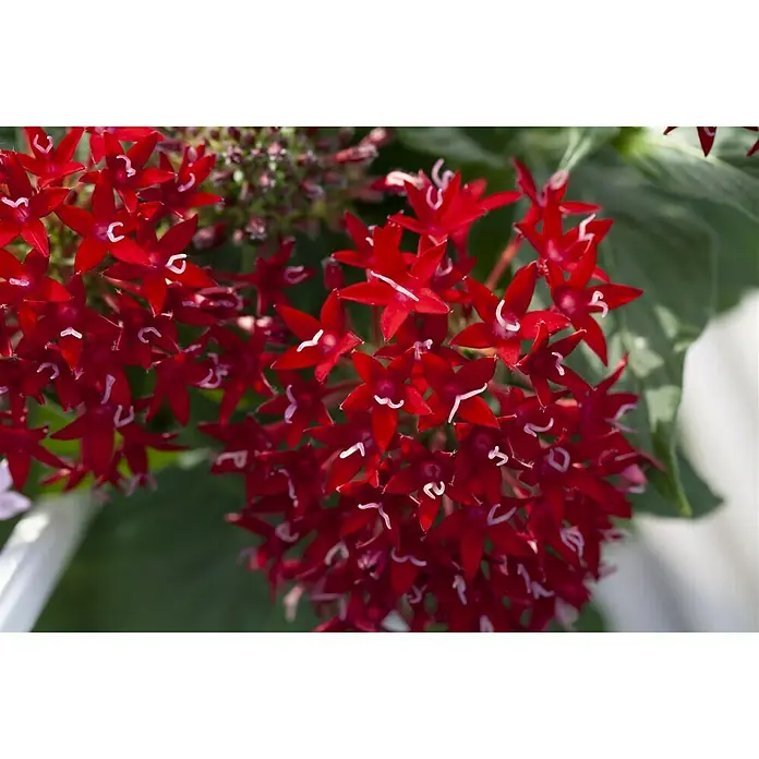 Piardino Pentas lanceolata - Pentas lanceolata 'Trio', Volumen de la maceta: 15 l - Un primer plano de una flor de Pentas que muestra sus pétalos en forma de estrella en un rico tono rojo, complementado con pequeños toques blancos.