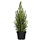 Picea glauca 15 Conica Topf Wachs