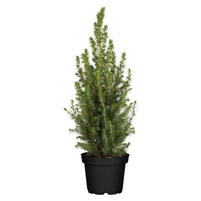 Piardino Zuckerhut-Fichte Conica - Picea glauca 'Conica', Topfgröße: 19 cm - Grüne Topf-Nadelpflanze in einem schwarzen Plastiktopf.