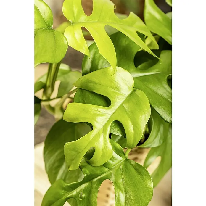 Piardino Fensterblatt Minima