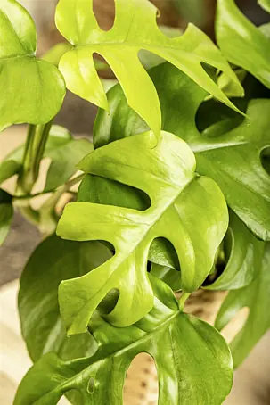 philodendron brandtianum care Philodendron Brandtianum – Lichtenfelt's main image 0