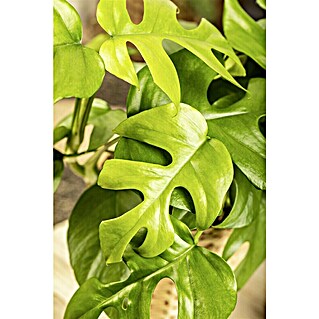 Piardino Fensterblatt Minima