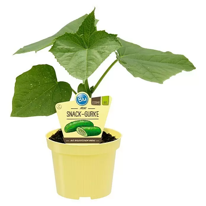 Blu Bio Snack-Gurke - Melothria scabra, 12 cm - Vorderansicht