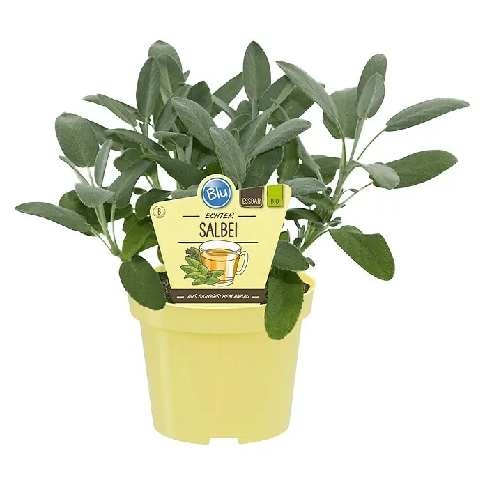 Blu Bio Echter Salbei - Salvia officinalis, Topfgröße: 12 cm - Ein Topf Echter Salbei, essbar und aus biologischem Anbau, mit einem gelben Topf.