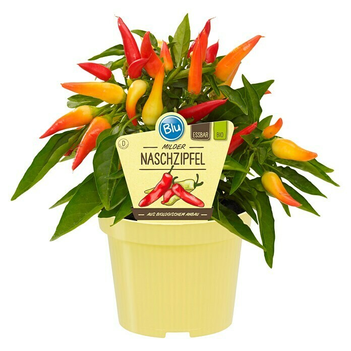 Piardino Blu Bio Paprika Naschzipfel (Capsicum anuum, Topfgröße: 12 cm, Farbe Frucht: Rot)