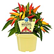 Piardino Blu Bio Paprika Naschzipfel (Capsicum anuum, Topfgröße: 12 cm, Farbe Frucht: Rot)