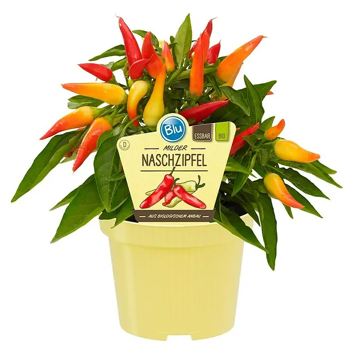 Blu Bio Paprika Naschzipfel - Capsicum anuum, 12 cm, Erntezeit: Juli - Ein Naschzipfel-Pflanze in einem gelben Topf, mit bunten, essbaren Mini-Chilischoten.