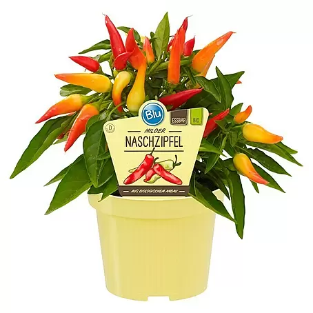 Blu Bio Paprika Naschzipfel