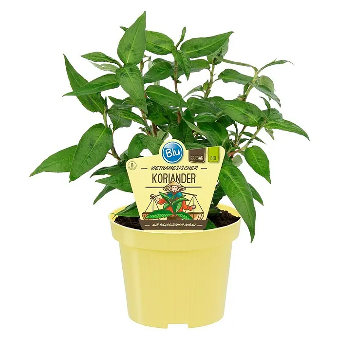 Blu Bio Koriander [vietnamesischer] - Polygonum odoratum, Topfgröße: 12 cm - Vietnamesischer Koriander im gelben Topf mit Etikett. Das Kraut ist ein Bio-Produkt und essbar.