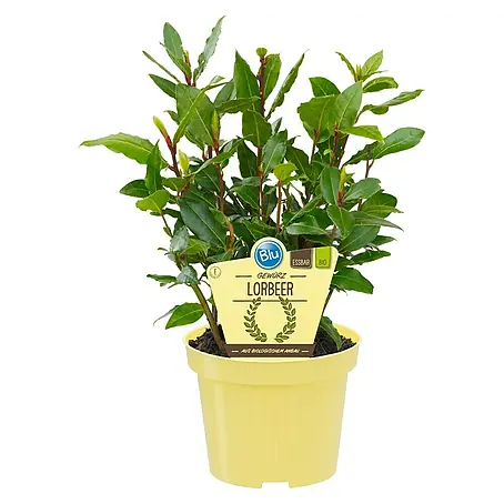 Blu Bio Lorbeer