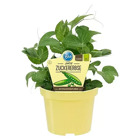 Blu Bio Erbsenpflanze