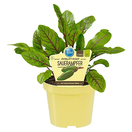 Blu Bio Sauerampfer Rotblättrig