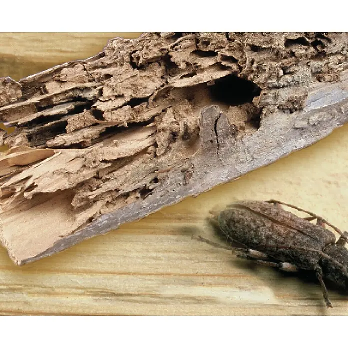 V33 Protección para madera fondo Universal Doble Acción - Incoloro, 5 l - Primer plano de un trozo de madera podrida que ha sido infestada por un escarabajo y se encuentra sobre un suelo de madera.
