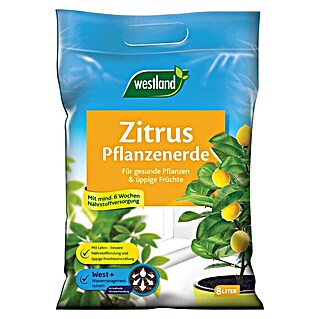 Westland Zitruspflanzenerde (8 l)