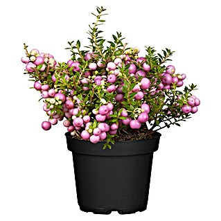 Piardino Scheinbeere (Gaultheria mucronata)